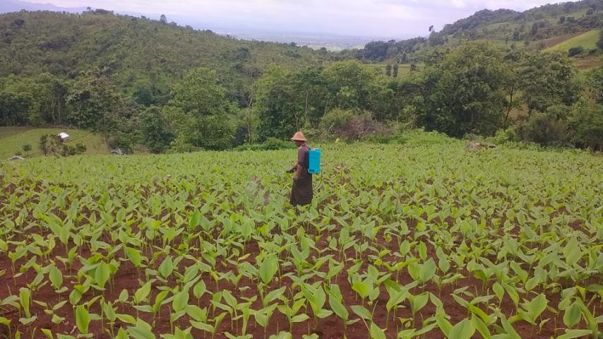 Green hillside spice farm in Southern Shan